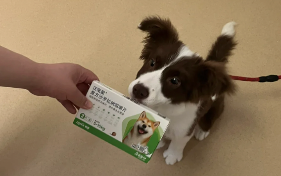 汪宠爱驱虫药多少钱 汪宠爱驱虫药多少钱