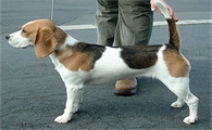 比格犬的品种简介:走进小猎犬的奇妙世界