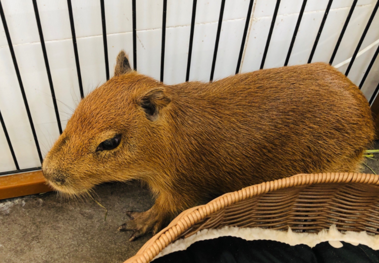 荷兰猪、豚鼠的各种叫声代表的含义