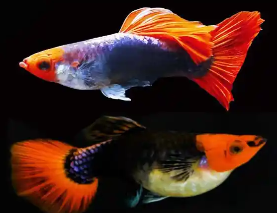 孔雀鱼怀孕与生产判断指南！孔雀