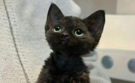 猫界微缩：茶杯猫的迷你世界