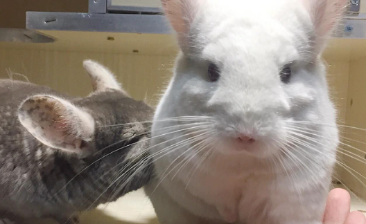 怎么养好龙猫?这几个注意事项需知悉 怎么养好龙猫?这几个注意事项需知悉