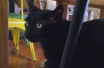 不适合穷人饲养的猫咪品种，茶杯猫