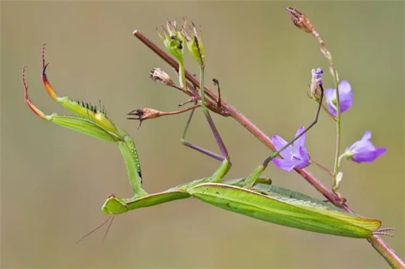 螳螂特点是什么