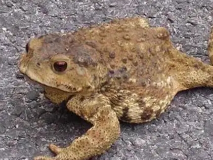 癞蛤蟆吃蜘蛛吗