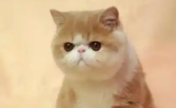 揭秘世界上最小的猫——茶杯猫