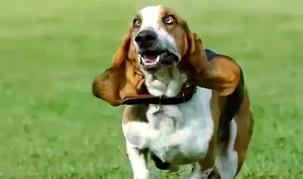 巴吉度犬：外表憨厚，实则猎犬高手