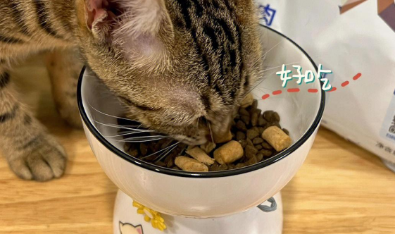 怡亲猫粮,猫咪最爱! 怡亲猫粮,猫咪最爱!