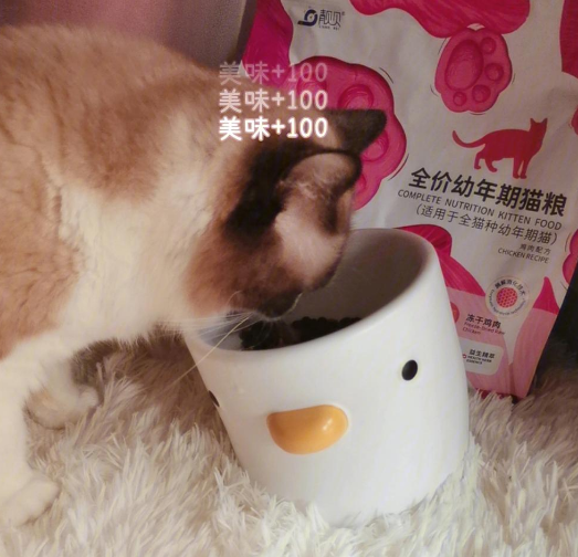 靓贝益生草本猫粮:夏日挑食猫咪的福音 靓贝益生草本猫粮:夏日挑食猫咪的福音