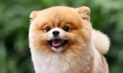 最新研究表明宠物狗可以与主人“交谈” 甚至传达情感 最新研究表明宠物狗可以与主人“交谈” 甚至传达情感