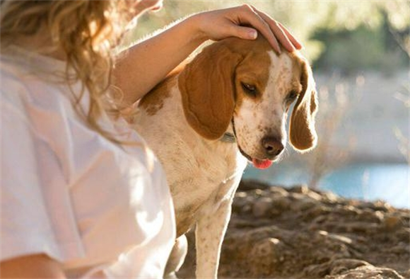 教你如何买到一只真正靠谱的比格犬 教你如何买到一只真正靠谱的比格犬