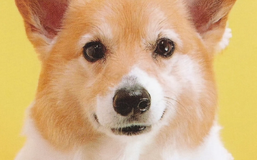 如何鉴别威尔斯柯基犬是否为纯种? 如何鉴别威尔斯柯基犬是否为纯种?