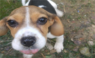 比格犬的优缺点详解:如何成为理想的家庭伴侣