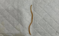 蛔虫为雌雄同体的动物