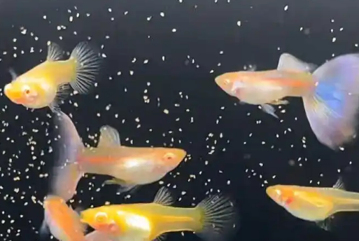 本文揭秘,孔雀鱼养护秘诀 本文揭秘,孔雀鱼养护秘诀
