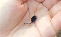 黑色的蝌蚪有毒吗