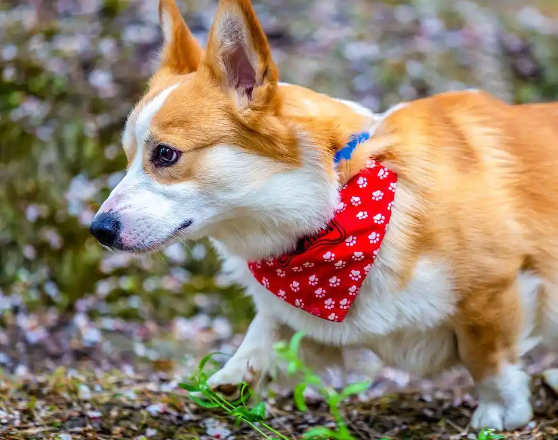 孕妇被狗咬,主人称狗咬的让狗道歉,暴露养宠责任缺失 孕妇被狗咬,主人称狗咬的让狗道歉,暴露养宠责任缺失