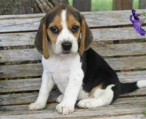 被人叫做“宝”的比格犬，为什么还有“受害者联盟”？