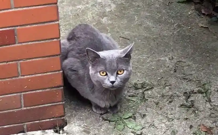 被人伤害过的流浪品种猫,全身瘦得只剩骨头,依然对人类很温柔 被人伤害过的流浪品种猫,全身瘦得只剩骨头,依然对人类很温柔