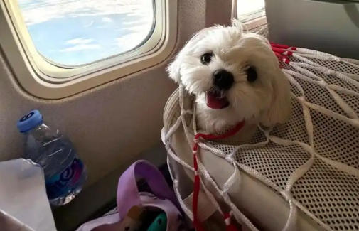 宠物友好航班来了,为“毛孩子”带来便利 宠物友好航班来了,为“毛孩子”带来便利