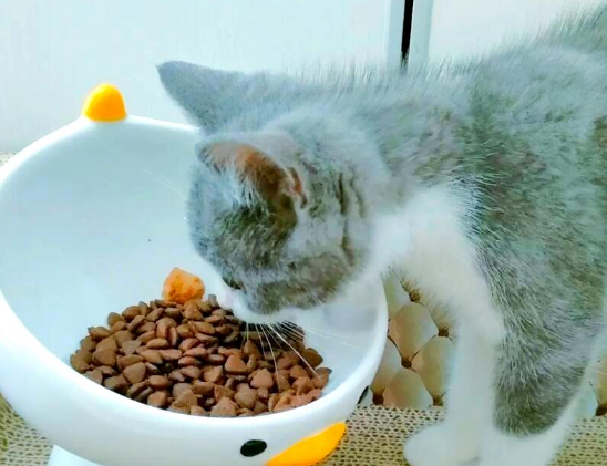 帕特猫粮：高蛋白冻干，猫咪健康必备