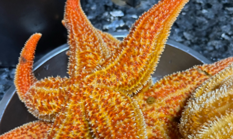 海星一人一次能吃多少