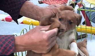 小狗摊位两只狗狗吵架,老板一招制服小狗 小狗摊位两只狗狗吵架,老板一招制服小狗