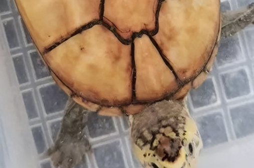 一天认识一种龟——白唇蛋龟