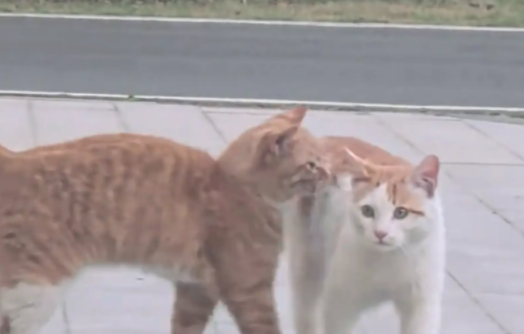 猫咪突发奇想吓唬同伴,绕道背后纵身一跳 猫咪突发奇想吓唬同伴,绕道背后纵身一跳