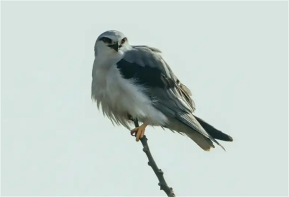 老鹰来自哪里