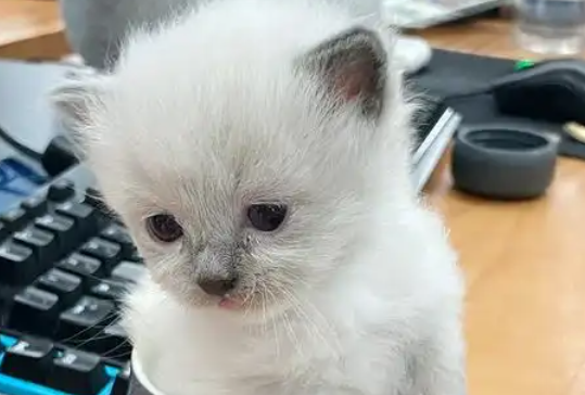 茶杯猫：掌上精灵还是人类欲望的牺牲品？