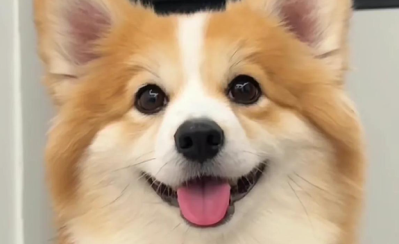 威尔斯柯基犬：短腿萌宠的两大品类