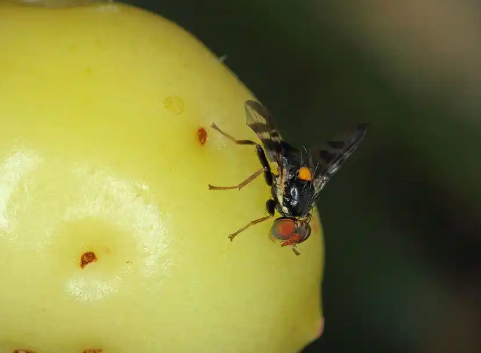 怎么杀死果蝇 怎么杀死果蝇