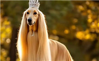 阿富汗猎犬：犬中贵族的优雅与神秘！