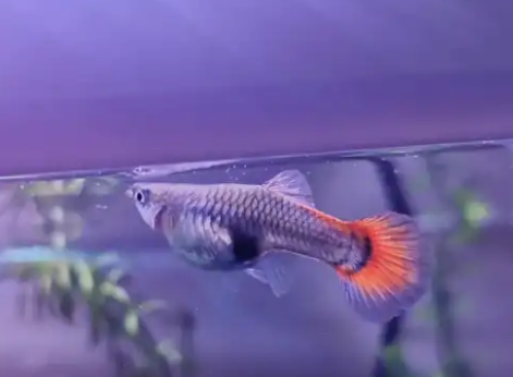 养好孔雀鱼，这些细节你一定要注意