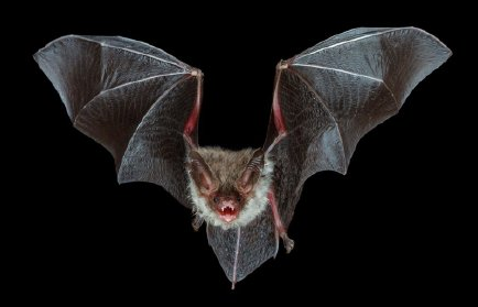 蝙蝠会报仇吗 蝙蝠会报仇吗