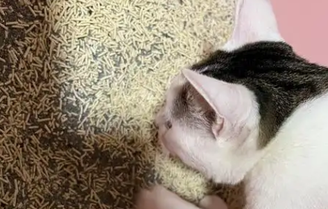 uBay猫砂怎么样 uBay猫砂怎么样