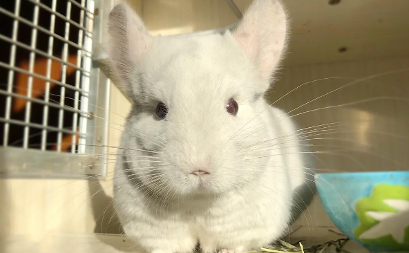 龙猫为什么火？动画传播的播的不容<strong></strong>催化作用不容忽视