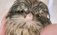 猫头鹰肉好吃吗