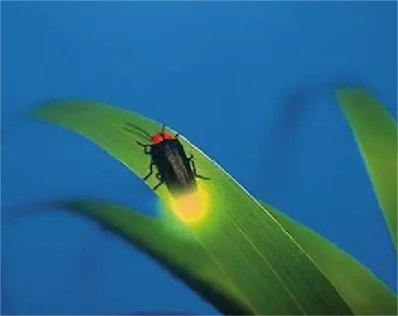 萤火虫水洞是哪里
