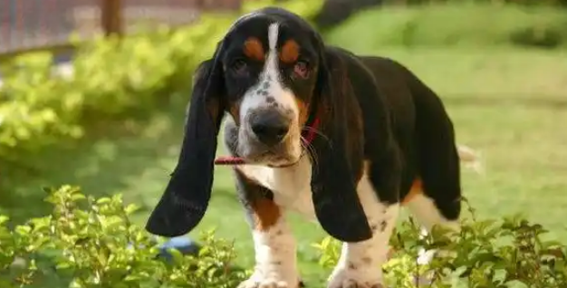 你听说过巴吉度犬吗?想知道怎么和它们相处吗? 你听说过巴吉度犬吗?想知道怎么和它们相处吗?