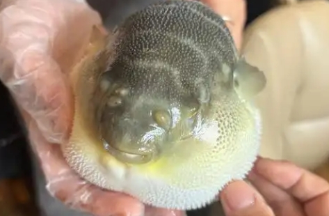 哪里的河豚最出名