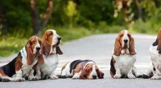 巴吉度犬是一种好养的狗狗吗？最主要的是这一点！