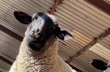 绵羊的品种有哪些 绵羊的品种有哪些