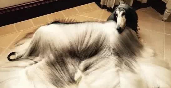 时尚界的宠儿—阿富汗猎犬，你见过吗？