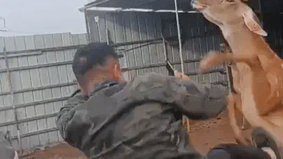 男子闲来无事和梅花鹿切磋,结果被鹿KO。网友:十八鹿弹腿 男子闲来无事和梅花鹿切磋,结果被鹿KO。网友:十八鹿弹腿