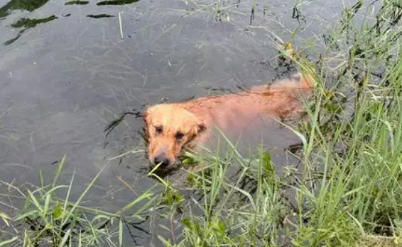 消防员救被困小狗,小狗成为新“团宠” 消防员救被困小狗,小狗成为新“团宠”