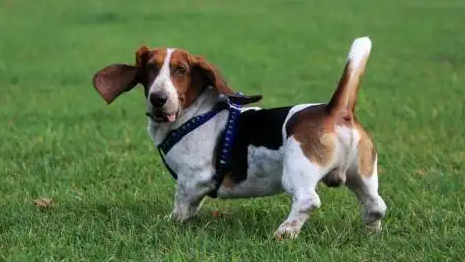 新手饲养巴吉度犬时，该如何训练出听话的狗狗呢