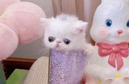 迷你茶杯猫：袖珍猫咪的奇妙世界