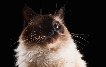 巴厘猫好养吗？是比较好养的猫咪！